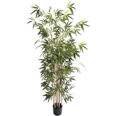 Διακοσμητικό φυτό bamboo σε γλάστρα 190