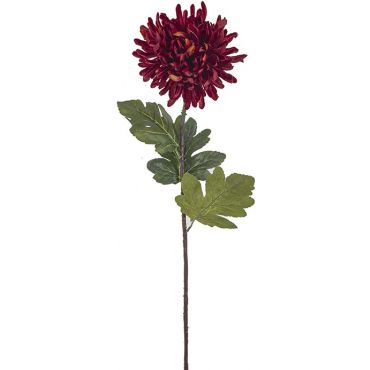 Decorative Chrysanthemum