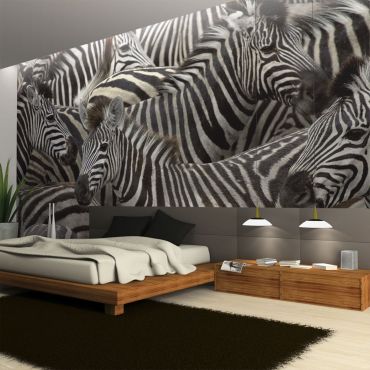 Wallpaper - Herd of zebras