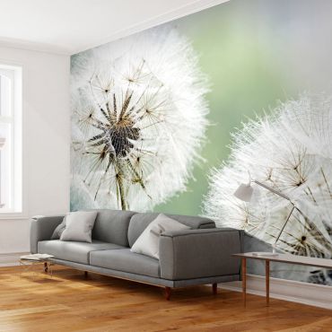 Wallpaper - Two dandelions