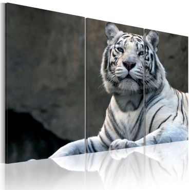 Canvas Print - White tiger