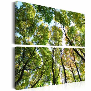 Canvas Print - Treetops