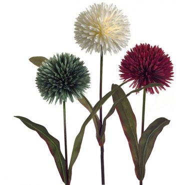 Allium flower Allion