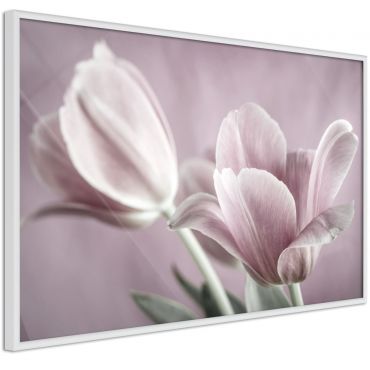 Αφίσα - Pastel Tulips I